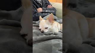 【チワワのミエル】パパが好き過ぎるミエルさん🐶#チワワとの暮らし #チワワ #chihuahua #癒し #今日のわんこ #犬のいる生活 #dog #치와와