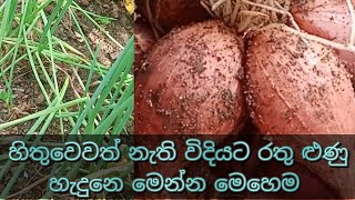 කඩෙන් ගෙනාපු රතු ළුණු පැල කලේ මේ විදියට # My Garden