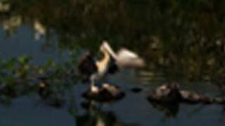 Nelapattu Bird Sanctuary, Pelican habitat, Andhra Pradesh