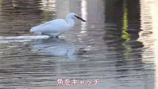 二子玉川Bird sanctuary    野鳥観察図鑑　魚をキャッチ　小鷺　コサギ　世田谷区喜多見　野川　2024年2月28日