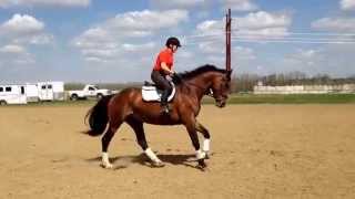 77 Belle - SOLD - 7 yr old WB mare by Urybaldi CH x Ruby III x Iris de Notre Dam