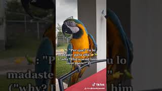 My 1st time having 🤔arguments 🦜with a bird!