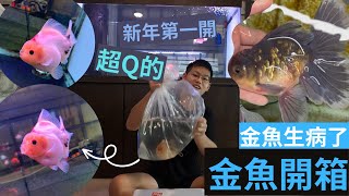 金魚開箱 太冷金魚都生病了?白點病治療小秘密!!  #開箱 #金魚 #教學