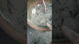 new way basil niazbo grow from seed#short youtube viral vedio#