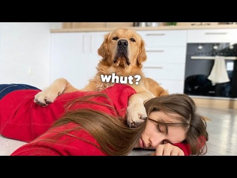 My Dog S Best Reactions Funny Dog Videos Youtube