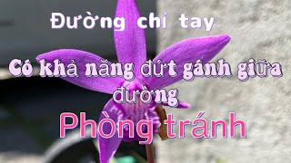 KAKOJP Xem chỉ tay Đường hôn nhân có khả năng đứt gánh giữa đường chú ý nha cả nhà