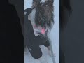 【winter again】 エソラ dog sheltie シェットランドシープドッグ 犬のいる暮らし shetlandsheepdog シェルティ いぬ 冬 雪 winter