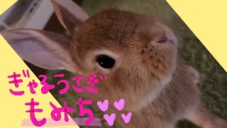 ご機嫌斜めなギャルうさぎ🐰