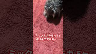 ［5ヶ月子犬］ミックス犬マルキーのモカ1.3キロ #乳歯 #かゆい #子犬 #子犬の成長記録  #5ヶ月 #1.3キロ #多頭飼い犬 #いぬのきもち  #かわいい  #マルチーズ  #ヨークシャテリア