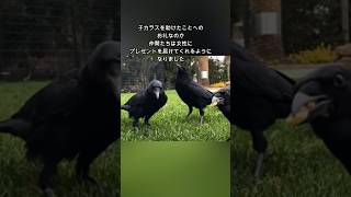 怪我したカラスの子を保護した女性とその後の驚きの展開 #感動 #カラス #動物