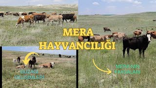 MERA HAYVANCILIĞI ~ MERANIN FAYDALARI ~ ÜRETİMDEKİ YERİ