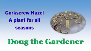 A plant for all seasons - the Corkscrew Hazel