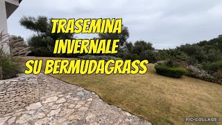 Trasemina invernale su bermudagrass - loietto perenne - blue overseeding