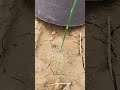 how do golden cicada seedlings get into the soil