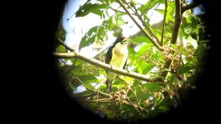 Endemic White-mantled Barbet - Capito hypoleucus - Cocorna, Magdalena Valley