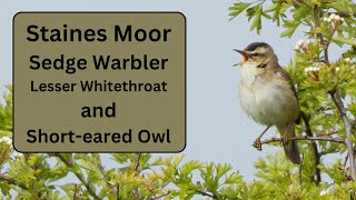 Stains Moor - Sedge Warbler, Lesser White Throat, Chats and SEOs