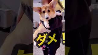 コーギーを抱っこするな！悲惨・・・ #corgi #oneokrock #shorts