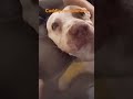 https cuddly.com donate 4944158 roxy the innocent pittie mama