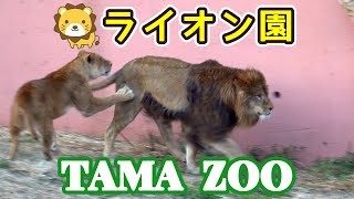 ライオン園🦁😸　多摩動物公園ライオン園ドキュメンタリー