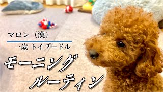 マロン（漢）モーニングルーティン【トイプードル】