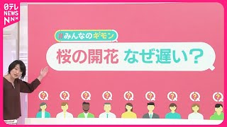 【桜の開花なぜ遅い?】東京では“10年ぶり”の遅さ  植え替えで「ソメイヨシノ」消える?【#みんなのギモン】