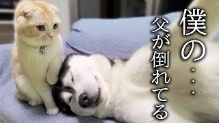 倒れたハスキー犬を心配して看病する子猫がこちら...