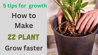 How to make zz plant grow faster/ 5 tips for zz plant  growth