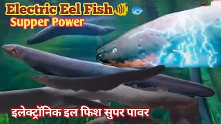 How to तबाही का दूसरा नाम  है 🐠(Electric Eel)#Fish Current#Electric Eel💡Product In Power Eel Fish