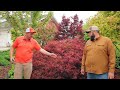 what to do about frost damage on japanese maples