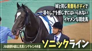 【ソングラインの弟】歩きながらも厩務員さんのことが気になってしまうソニックライン (2024.2.18 3歳1勝クラス パドック)