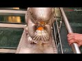 সিদ্ধিবিনায়ক মন্দির কলকাতা । siddhivinayak temple kolkata by emami । one day tour plan kolkata