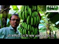 tissue culture banana seedlings কলার টিস্যু কালচার চারা সংগ্রহ g9 জাত।