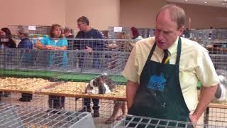 CalebThomasJudging#2-Rabbit Show-ARBA Nationals-French Lops