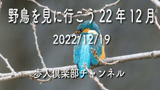 野鳥を見に行こう2022年12月　身近な野鳥を紹介、ジョウビタキ、ルリビタキ、チョウゲンボウ、モズ、カワセミ、イカル、ヤマガラ、コガラ、コゲラ、ハクセキレイ、コガモなど