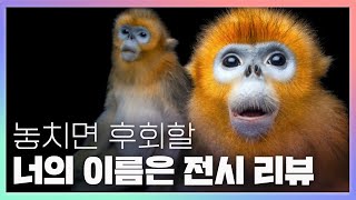 사라지는 동물들을 기억하는 방법 🌏 내셔널 지오그래픽 사진전의 모든 것