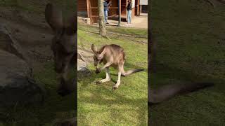 Kangaroo, Prague Zoo, Czech Republic #shorts #travel