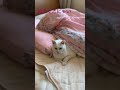 朝布団から出られない猫part2 cat にゃん 人懐っこい猫 ねこ にゃー 猫のいる暮らし 白猫 にゃんこ 猫耳 保護猫