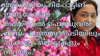 അഡീനിയം റീപോട്ടിങ് ഇതു പോലെ ചെയ്താൽ ഫെബ്രുവരി മാസം കുഞ്ഞു ചെടിയിലും പൂക്കളും മൊട്ടുകളും നിറയും.