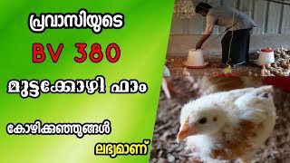 BV380 മുട്ടക്കോഴി കുഞ്ഞുങ്ങൾ | Chicken Chicks Kerala | കോഴി വളർത്തൽ | Kozhi Valarthal Malayalam