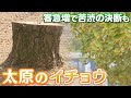 広川町の太原イチョウ並木　“観光公害”で今年6本を伐採　土壌が踏み固められ根に障害