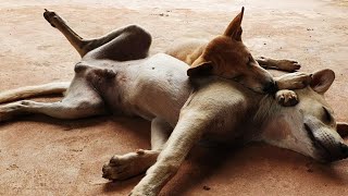 Ballu and Lucky are well sleeping and styles || # 1743 Nature Show