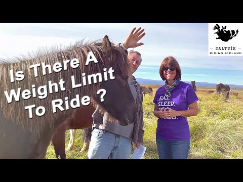 Can Icelandic horses carry more weight?