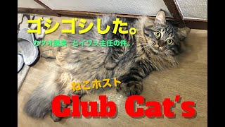 ゴシゴシした。カツオ課長♂とイワシ主任♂の件。Club cat's #5