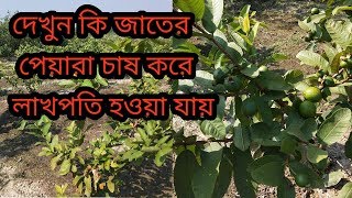 যে জাতের পেয়ারা চাষ করে বিঘা প্রতি 2.5 লাখ।varieties of guava cultivated on the Bigha are 2.5 lakh