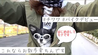 [バイク犬]チワワのモナさん初ツーリング