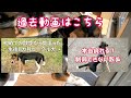 【柴犬】【ビーグル犬】【多頭飼育】柴犬とビーグル犬って初めて飼うならどっちが飼いやすい？飼いやすい！人気！可愛い！などに惑わされないで！！