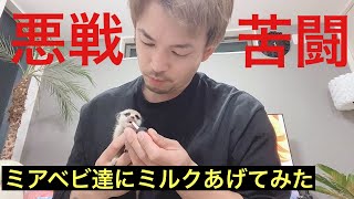 【meerkat】ミアベビ達にミルクあげてみた