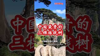 中國最貴的三棵搖錢樹看看他們的树价有多高 #中國旅遊 #大美中國 #旅游 推荐 #travel