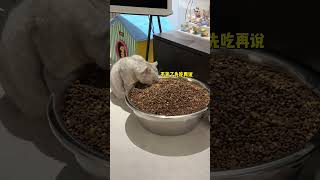 雪饼：这该不会是最后一顿了吧… 猫咪的迷惑行为 铲屎官的乐趣