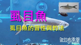 (25) 虱目魚的習性與釣法【知魚不龜系列】